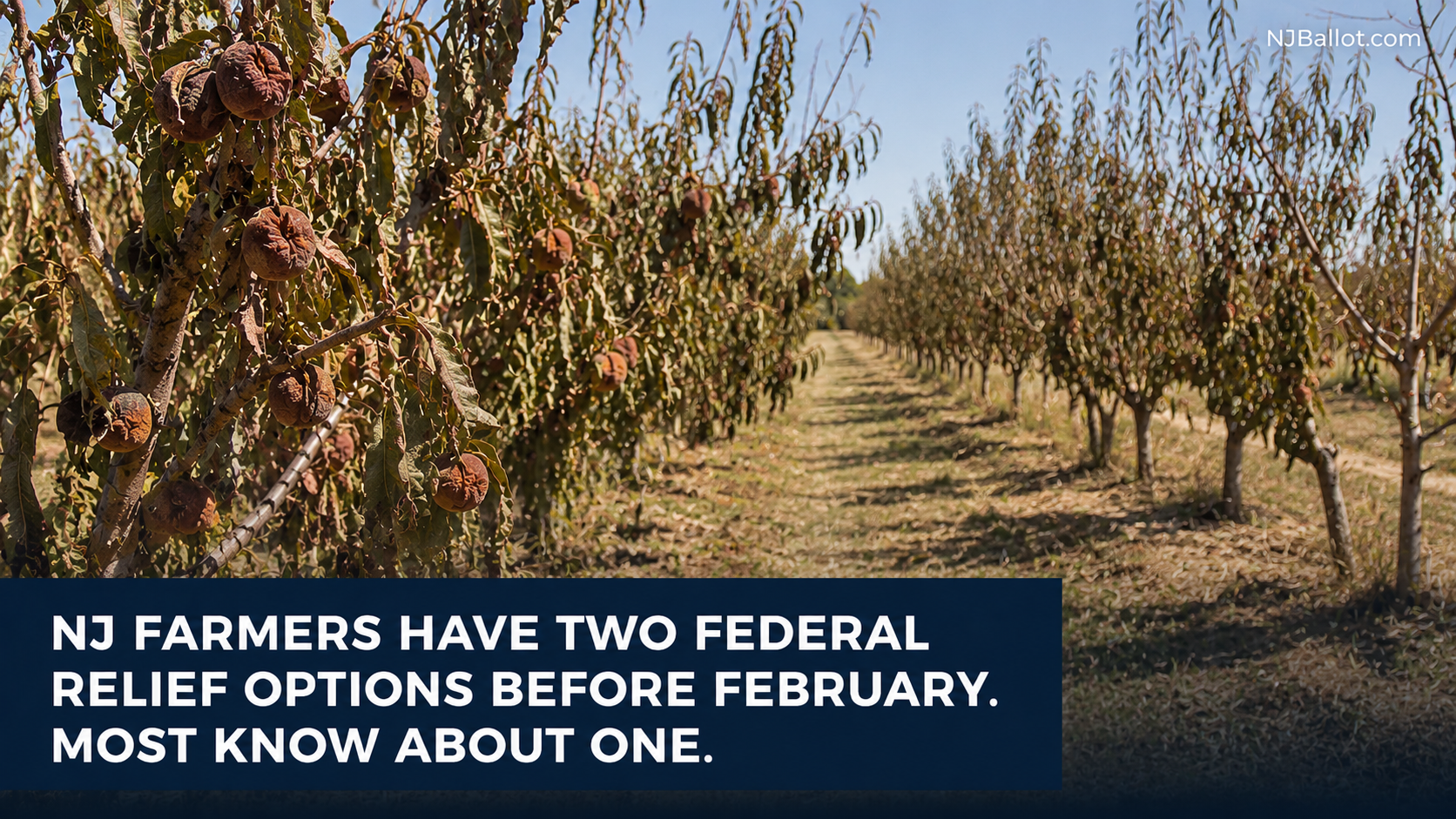 NJ Farmers Have Two Federal Relief Options Before February. Most Know About One.